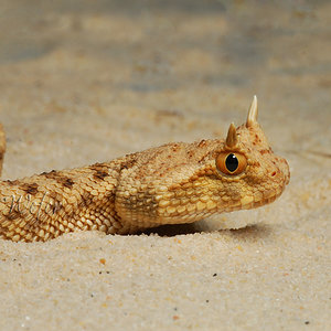 cerastes cerastes.jpg