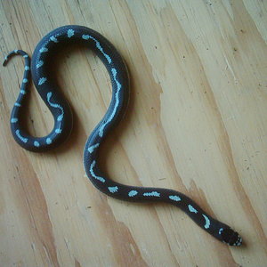 bebe 2009 spoted calif 018.jpg