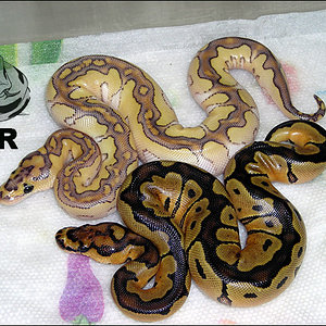 2010_clutch_59_2 RDR.jpg