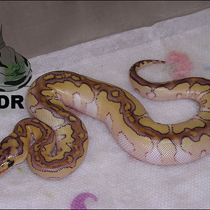 2010_clutch_59_5 RDR.jpg