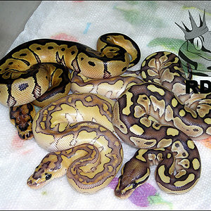 2010_clutch_59_6 RDR.jpg