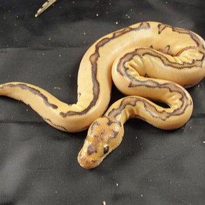 Farm & Desert Clown 026.JPG