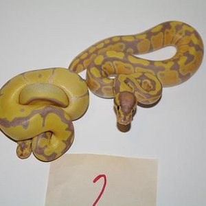 Het Clown 2 Pic 2.jpg