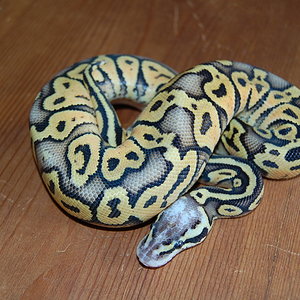 SP-1-11-2010 (5).JPG