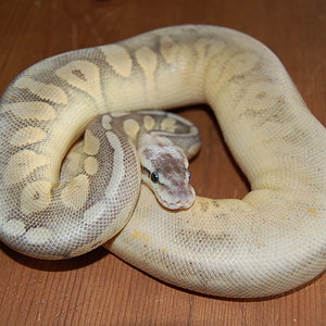 Sterling pastel-1-11-2010 (3).JPG