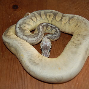 Sterling pastel-1-11-2010 (2).JPG