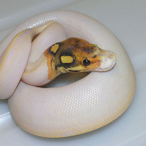 Ivory fire paradox.jpg