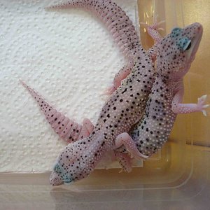 mack snow enigma het tremper.jpg