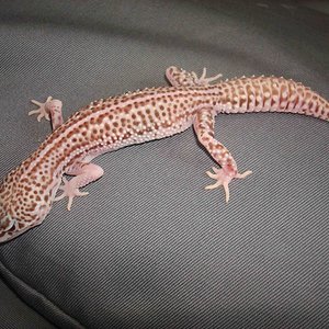 super mack snow bell.jpg