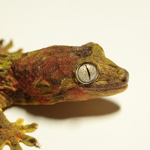 Macho chahoua (1).JPG