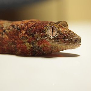 Hembra chahoua (1).JPG