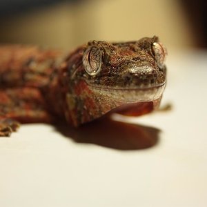 Hembra chahoua (2).JPG