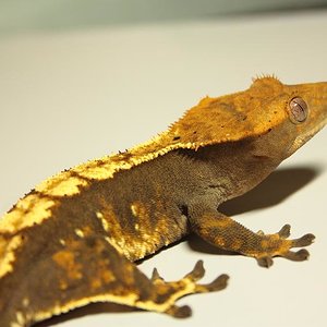 Hembra ciliatus (1).JPG