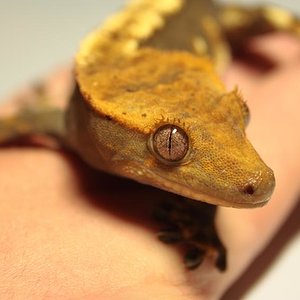 Hembra ciliatus (2).JPG