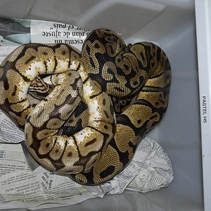 bumble bee x pastel H5.JPG