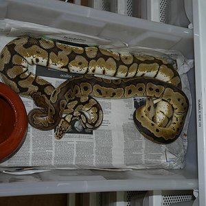 clown x bumble bee.JPG