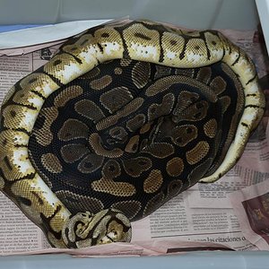 bumble bee x normal H2.JPG