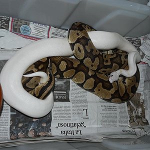 super fire x pastel H4.JPG