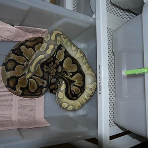 hypo mojave x pastel het ghost.JPG