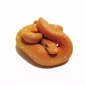 lavander albino spider.jpg