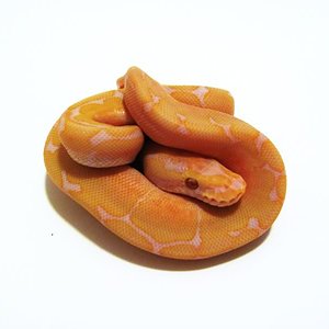 lavander albino spider ..jpg