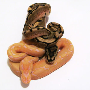 lavander albino spider --.jpg