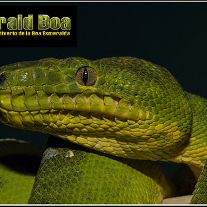 _DSC4305 Corallus Caninus .jpg