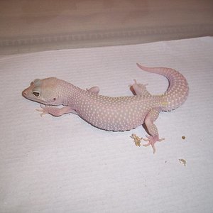 0.1 Bb het Db (2).jpg