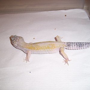 0.1 engima het raptor.jpg