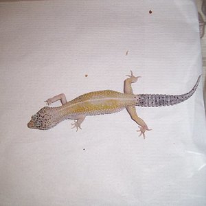 0.1 engima het raptor1.jpg