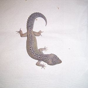 0.1 snow engima het raptor 1.jpg