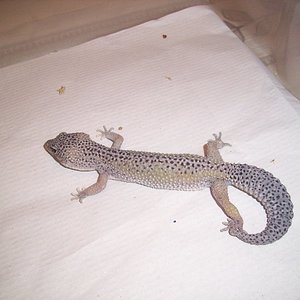 0.1 snow engima het raptor.jpg