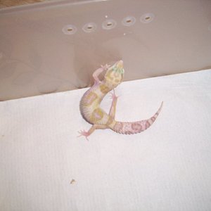 0.1 Snow raptor het Db1.jpg