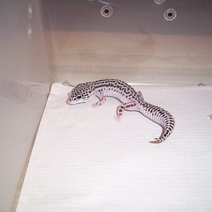 0.1 super snow het raptor poss het Db.jpg