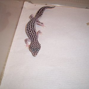 0.1 super snow het raptor poss het Db1.jpg