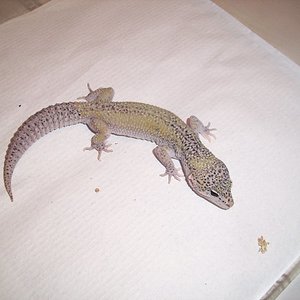 1.0 black hole het raptor.jpg