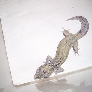 1.0 black hole het raptor1.jpg