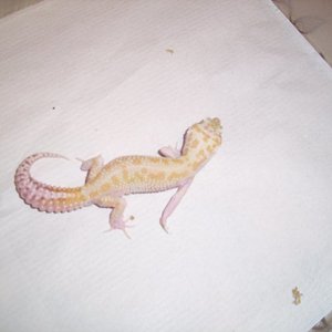 1.0 raptor het Db.jpg