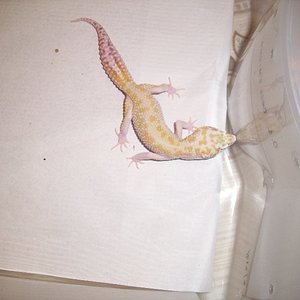 1.0 raptor het Db1.jpg