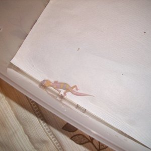 snow raptor het db x engima het raptor.jpg