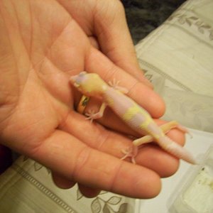 snow raptor het db x engima het raptor2.jpg