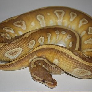 Caramel Mojave-1.jpg