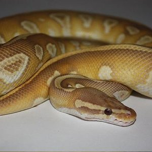 Caramel Mojave-2.jpg