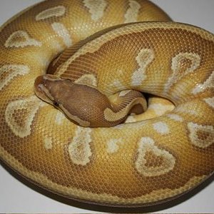 Caramel Mojave-3.jpg