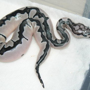 SK Line Axanthic to Ralph Davis Line Clown6.jpg