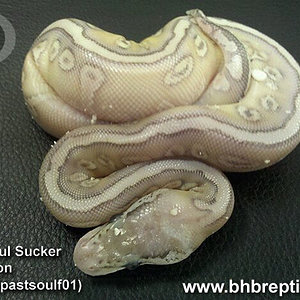 pastel soul suker.jpg