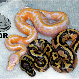 dreamsicle y pied poss het lavander albino.jpg