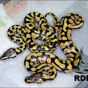 desert y pastel desert.jpg