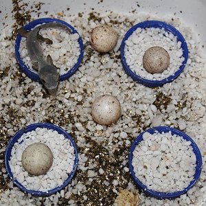 henkeli nosy be clutch.jpg