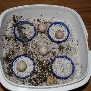 henkeli nosy be clutch1.jpg